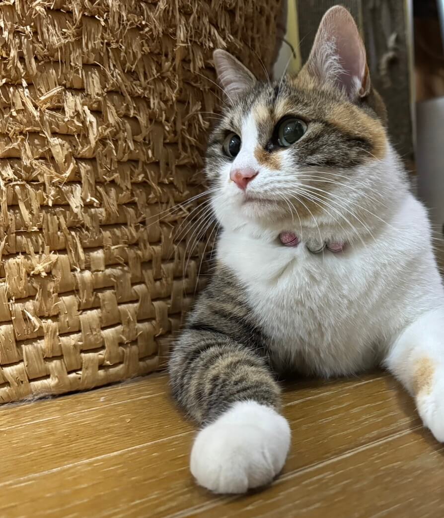 室内で保護された猫