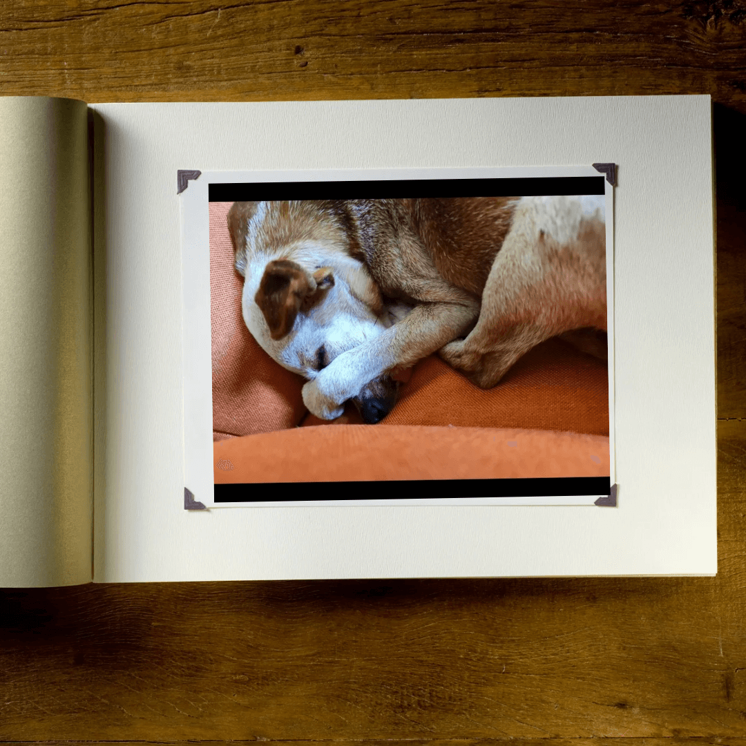 愛犬むぎとの思い出