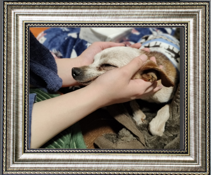 愛犬むぎちゃん